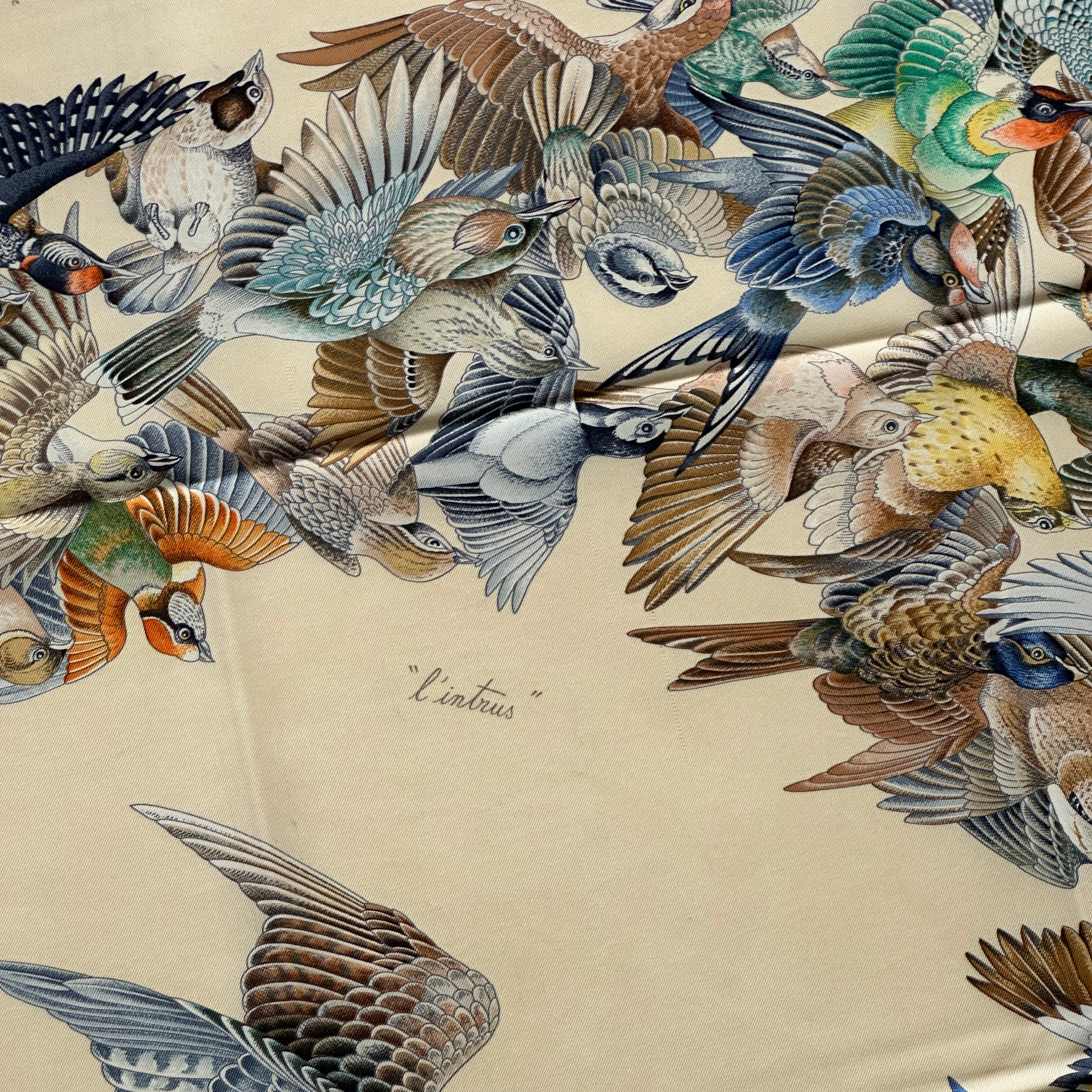 Zoom sur la précision du dessin d'Antoine de Jacquelot : plumage détaillé des oiseaux bleus, verts et roux en plein vol.
